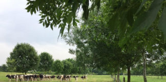 An image of livestock in a field