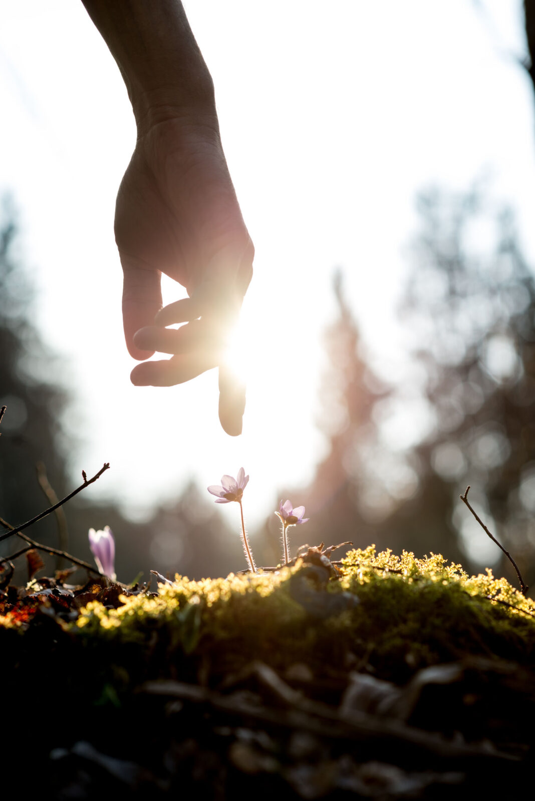 Conceptual image with a close up of the hand of a man above a mossy rock with new delicate blue flowers back lit by the sun in a spring garden.