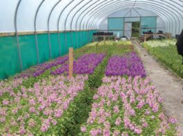 SCENTED STOCK TRIAL IN A POLYTHENE STRUCTURE.