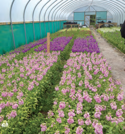 SCENTED STOCK TRIAL IN A POLYTHENE STRUCTURE.