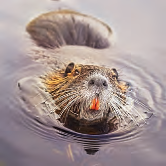 EUROPEAN BEAVER