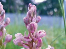 THE RARE GREEN-WINGED ORCHID (ANACAMPTIS MORIO) APPEARED IN A PORTLAOISE HOUSING ESTATE LAWN WHEN MAINTENANCE PERSONNEL WERE KEPT OUT BY LOCKDOWN RESTRICTIONS. CLASSED AS ‘VULNERABLE’ IN IRELAND’S 2016 RED DATA LIST OF VASCULAR PLANTS, THIS MEANS IT HAS DECLINED BY AS MUCH AS 49% IN ITS AREA OF OCCUPANCY. PHOTO: DR FIONA MACGOWAN, CONSULTANT ECOLOGIST AND BOTANIST.