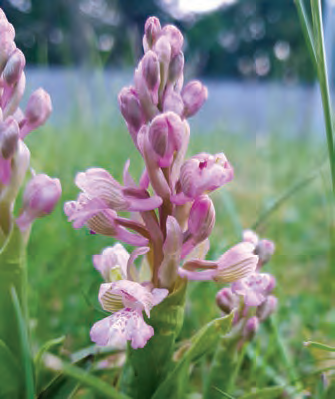 THE RARE GREEN-WINGED ORCHID (ANACAMPTIS MORIO) APPEARED IN A PORTLAOISE HOUSING ESTATE LAWN WHEN MAINTENANCE PERSONNEL WERE KEPT OUT BY LOCKDOWN RESTRICTIONS. CLASSED AS ‘VULNERABLE’ IN IRELAND’S 2016 RED DATA LIST OF VASCULAR PLANTS, THIS MEANS IT HAS DECLINED BY AS MUCH AS 49% IN ITS AREA OF OCCUPANCY. PHOTO: DR FIONA MACGOWAN, CONSULTANT ECOLOGIST AND BOTANIST.