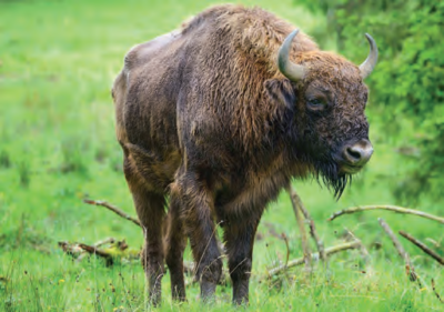 EUROPEAN BISON