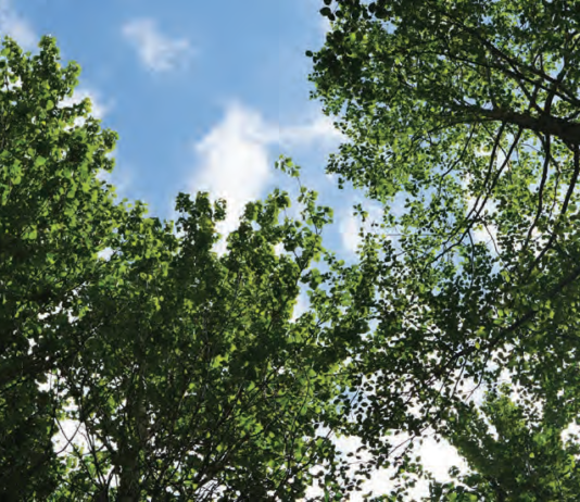 An image of trees and the sky.