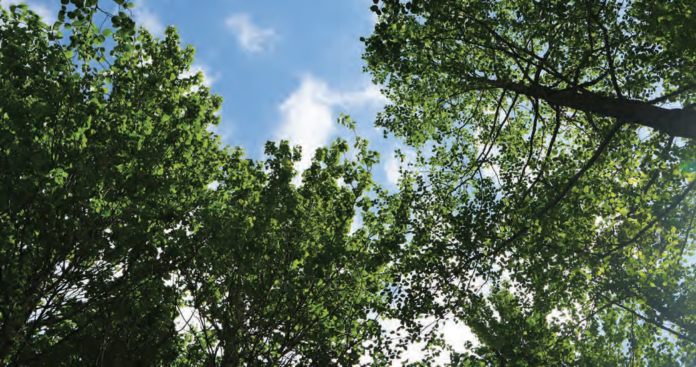 An image of trees and the sky.