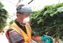 PPE FOR PICKING AND HANDING FRUIT FOR SAFE CONSUMPTION