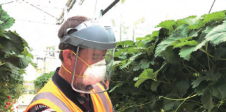 PPE FOR PICKING AND HANDING FRUIT FOR SAFE CONSUMPTION