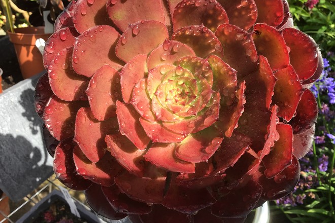 Aeonium 'Bronze Teacup'; © Mellie Lewis