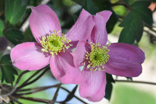 Clematis 'Veitch'; © Malcolm Ovens