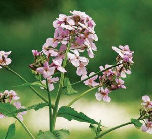 Wildflowers