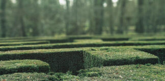 Maze / Horticulture