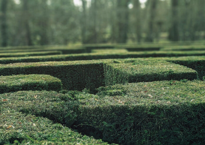Maze / Horticulture